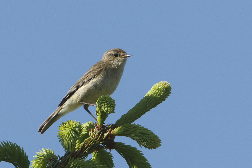 Phylloscopus collybita Chiffchaff Tjiftjaf